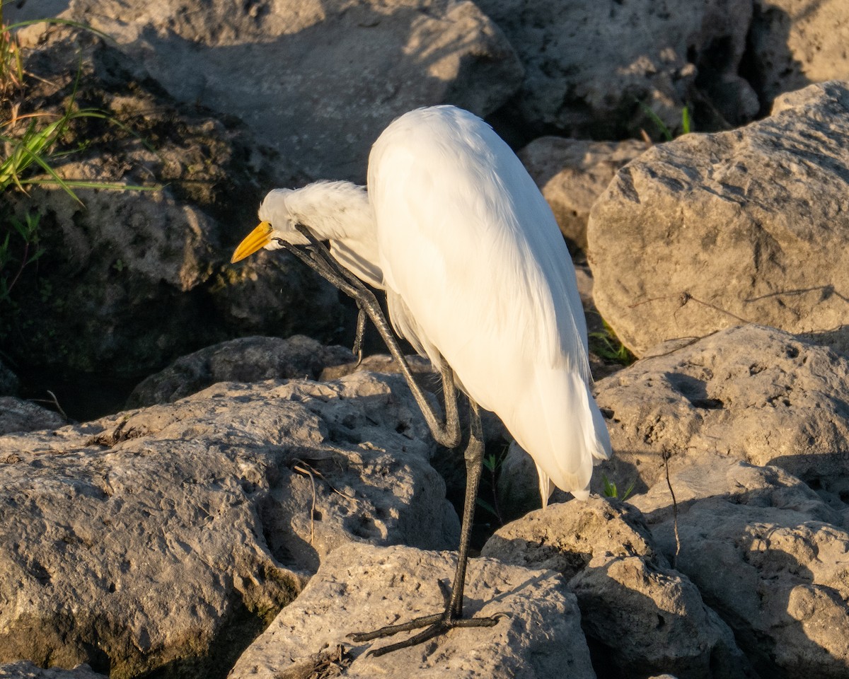 Great Egret - ML642921289
