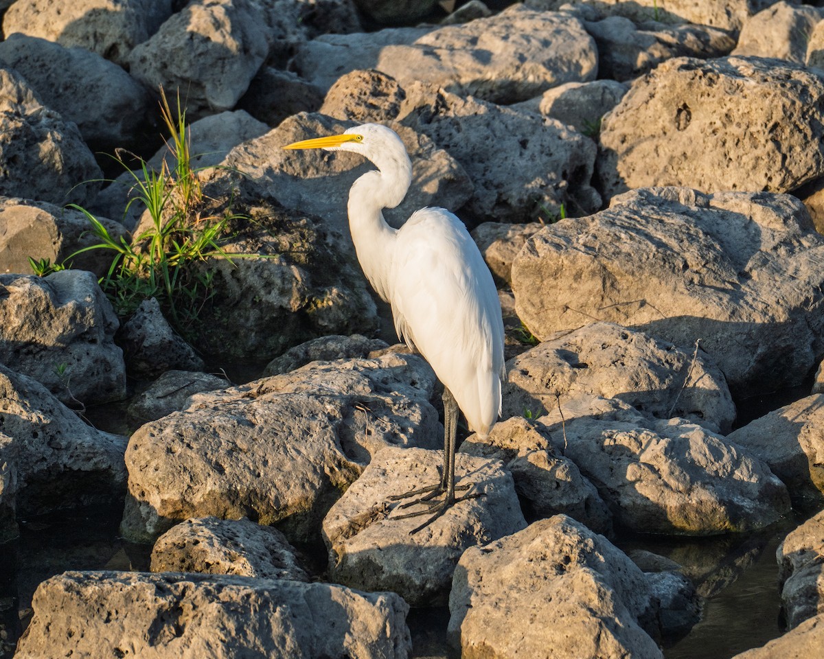 Great Egret - ML642921293
