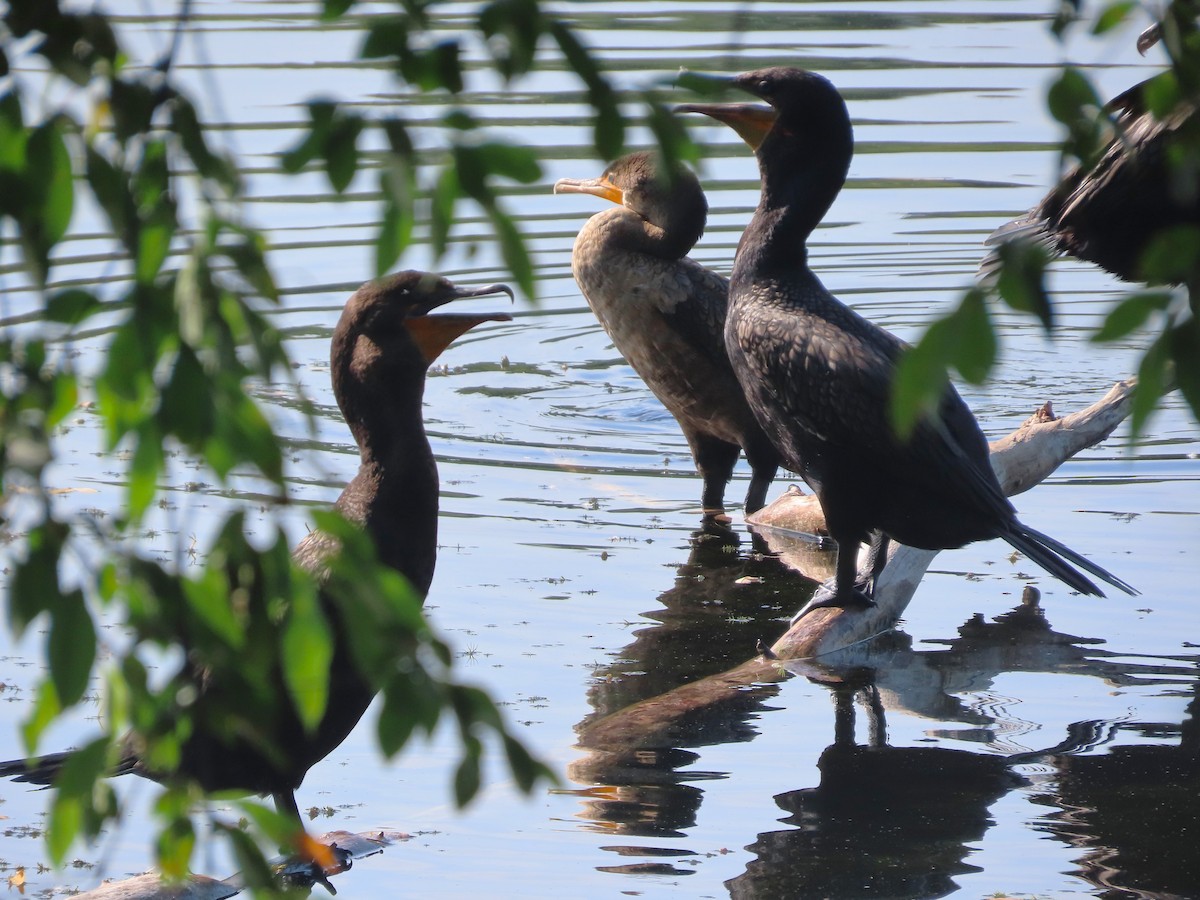 Double-crested Cormorant - ML642921295