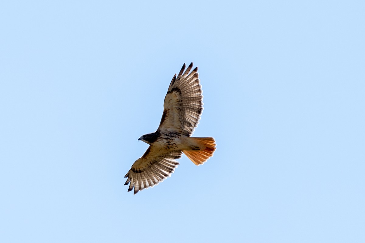 Red-tailed Hawk - ML642921296