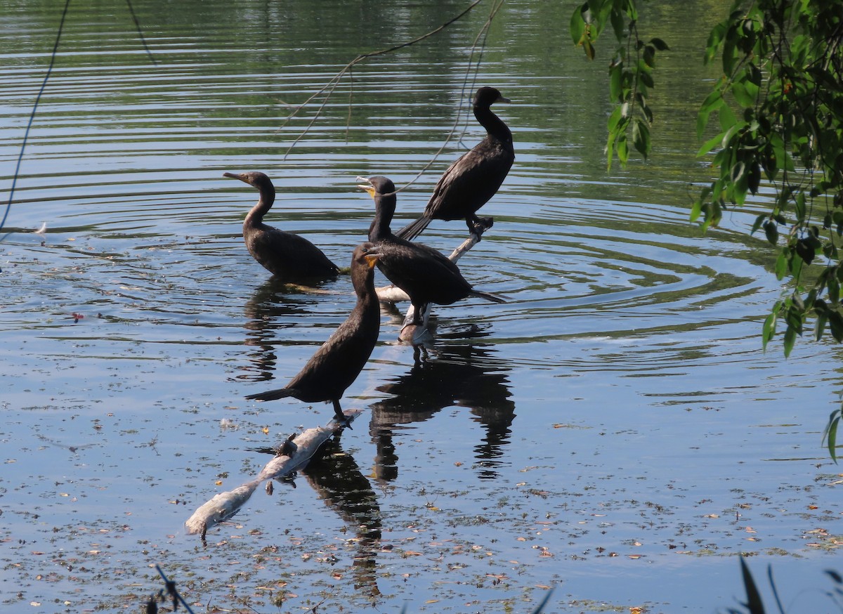 Double-crested Cormorant - ML642921297