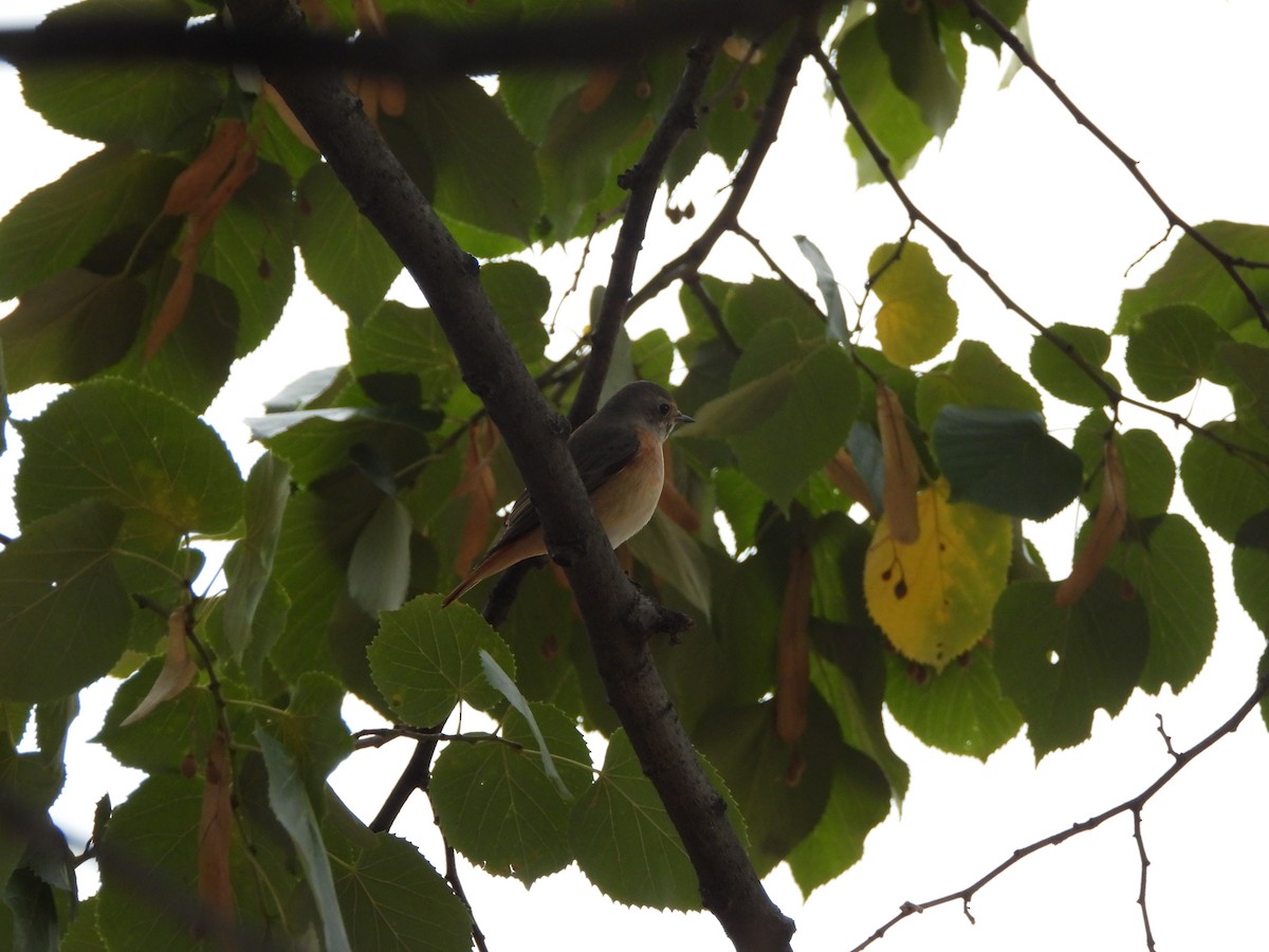 Common Redstart - ML642921298