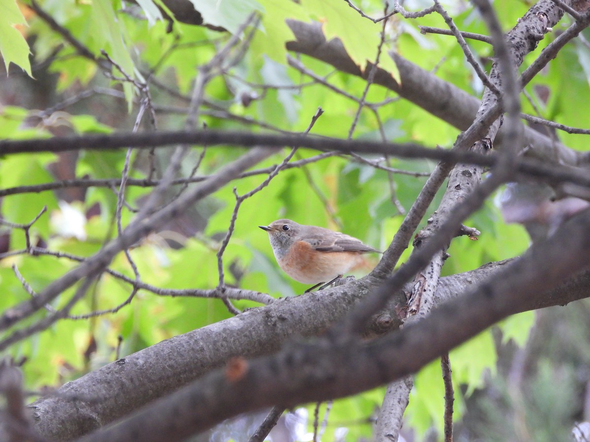 Common Redstart - ML642921299