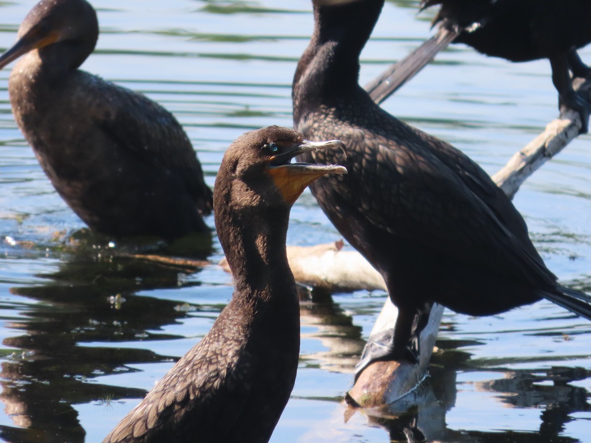 Double-crested Cormorant - ML642921302