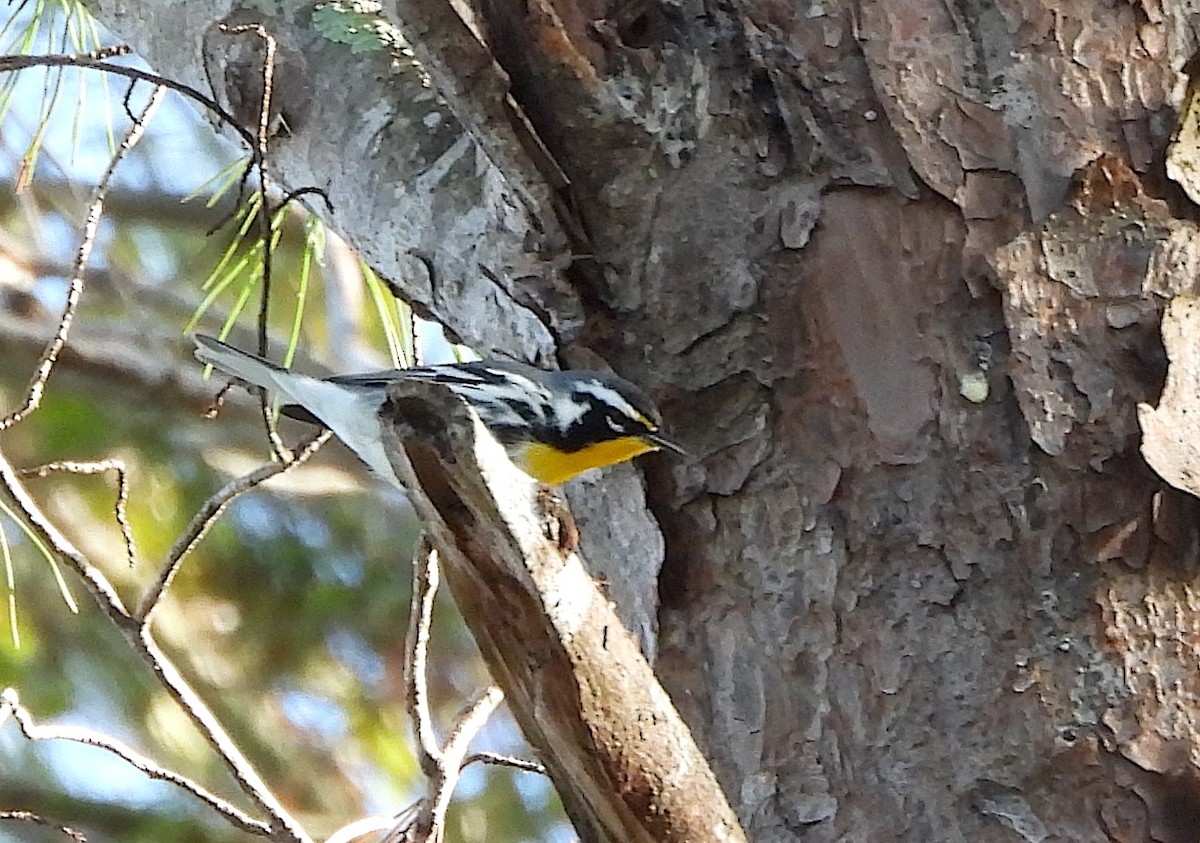 Yellow-throated Warbler - ML642921303