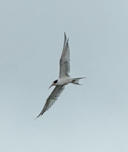 Elegant Tern - ML642921304