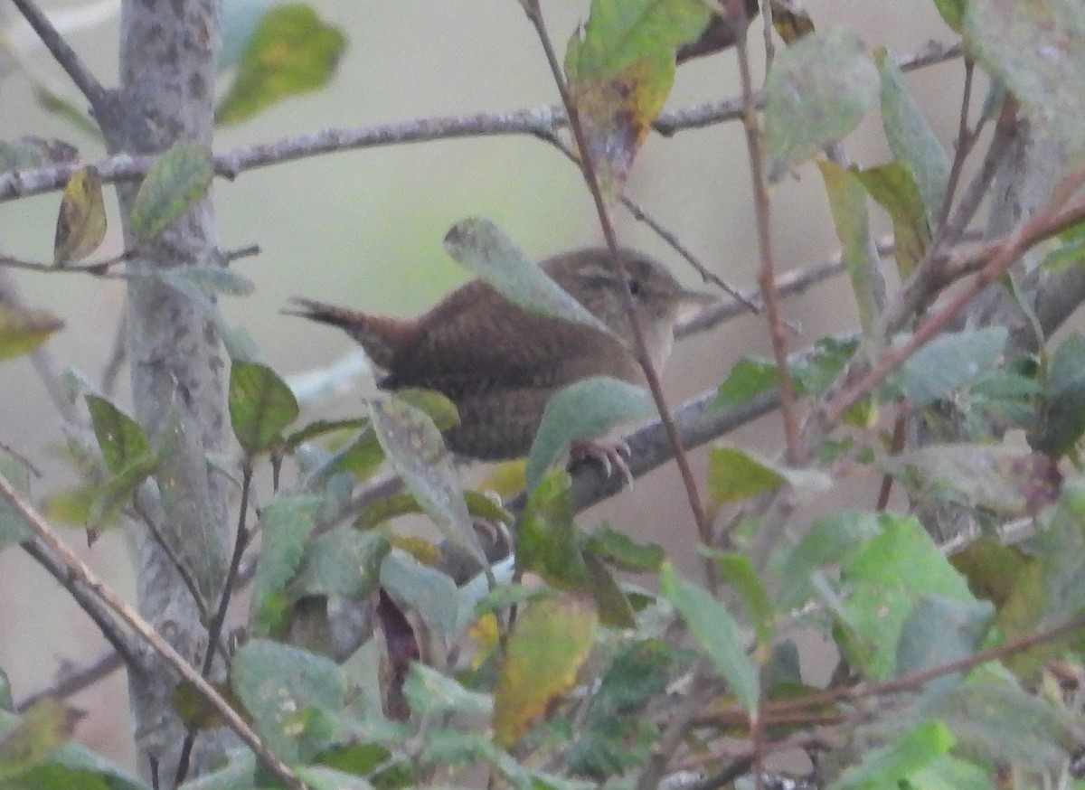 Eurasian Wren - ML642921305