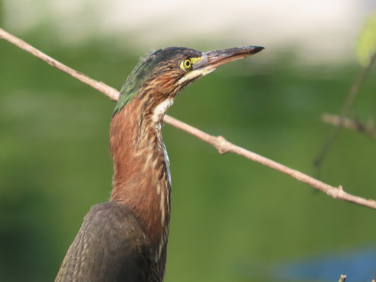 Green Heron - ML642921306