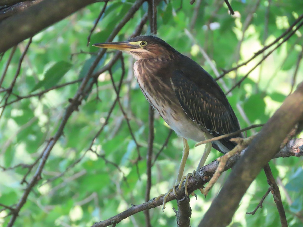 Green Heron - ML642921307