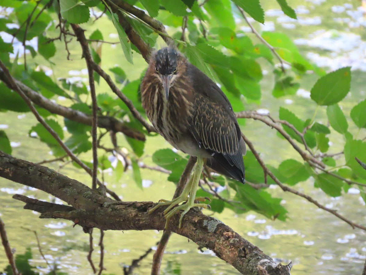 Green Heron - ML642921308