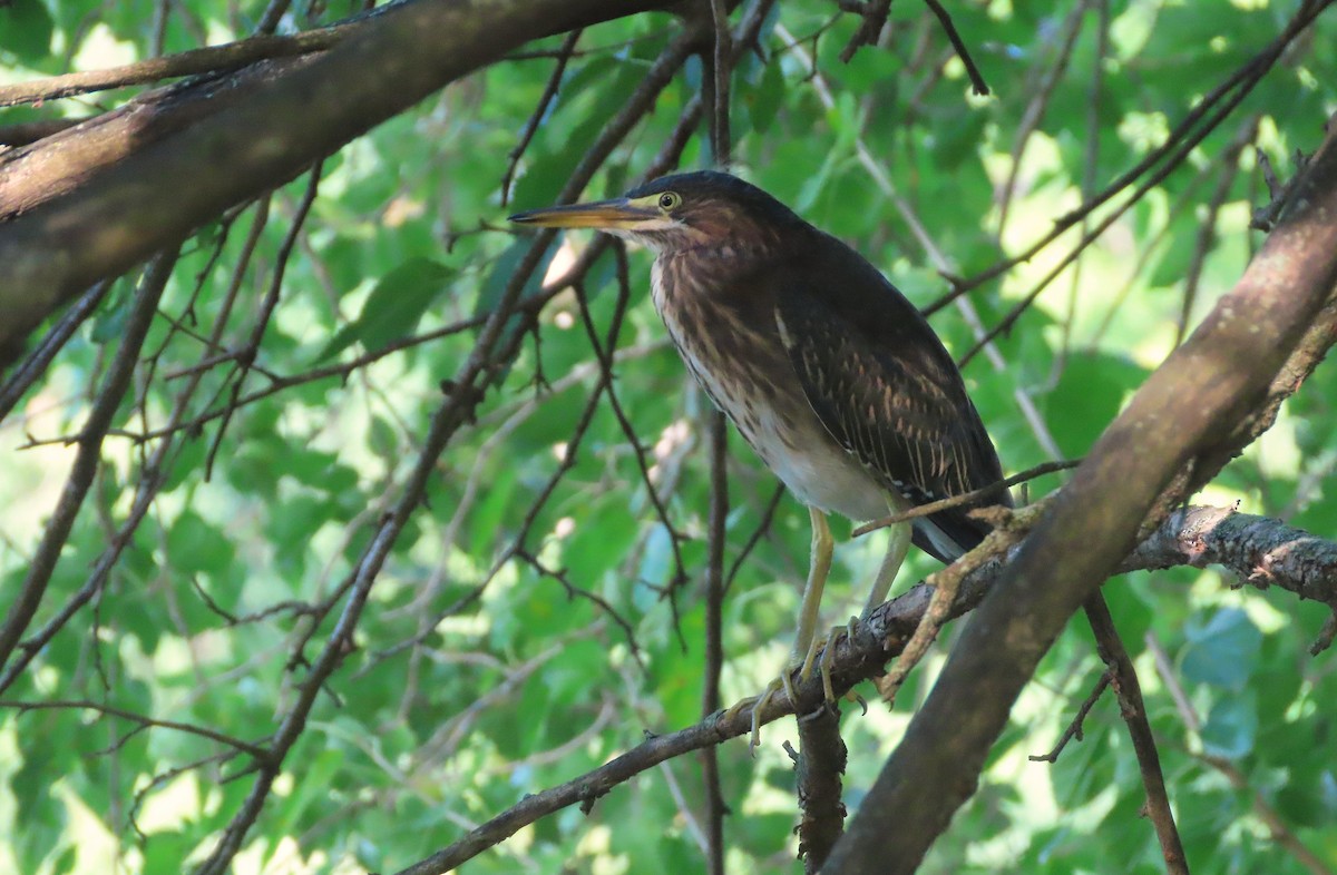 Green Heron - ML642921309