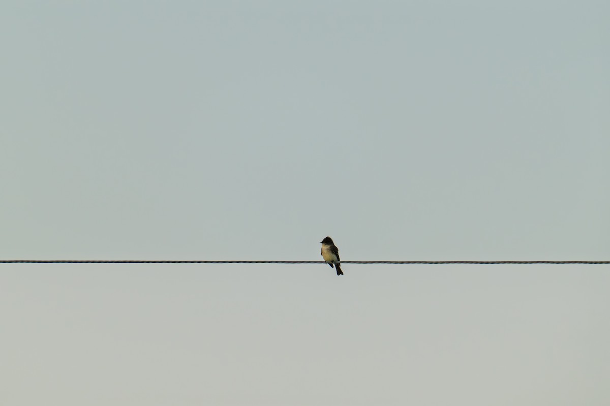 Eastern Phoebe - ML642921310
