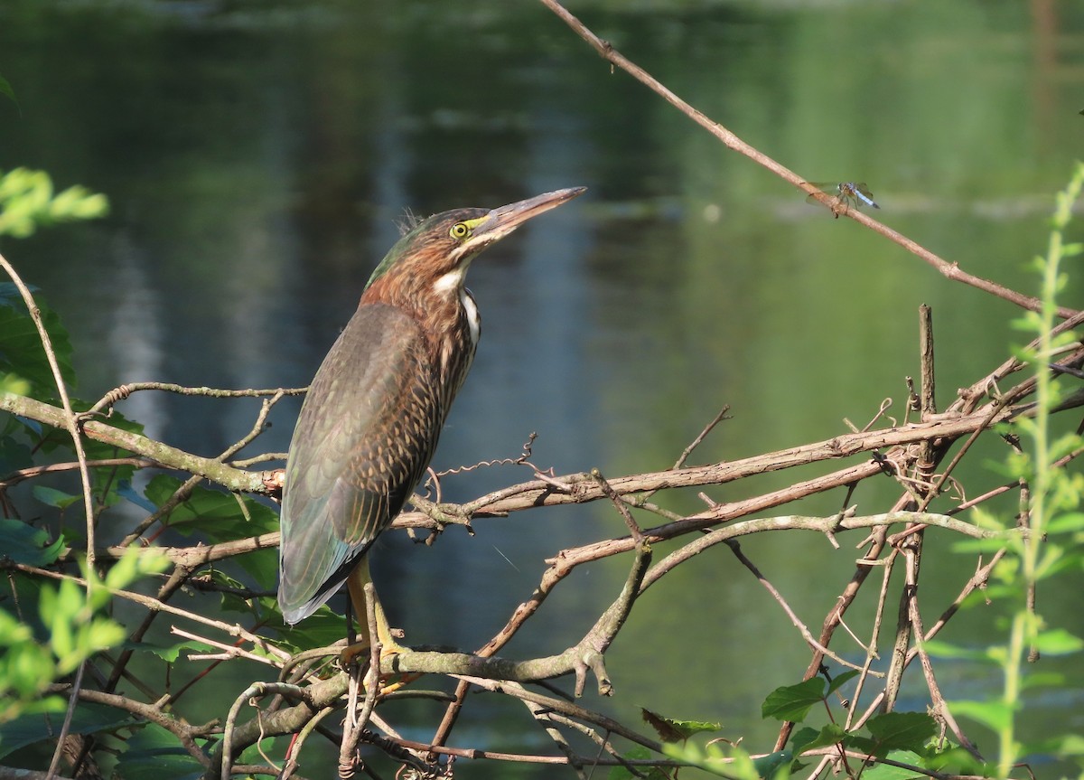 Green Heron - ML642921311