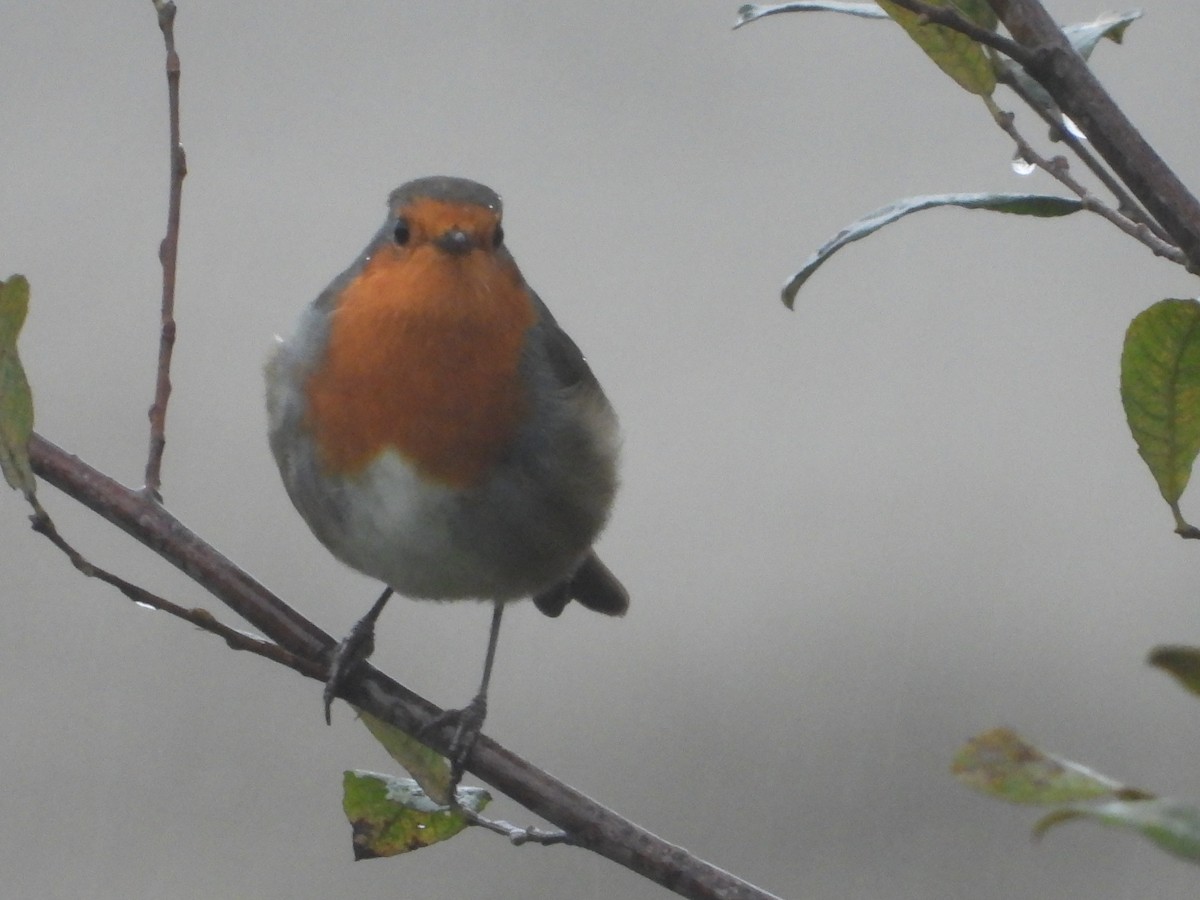 European Robin - ML642921312