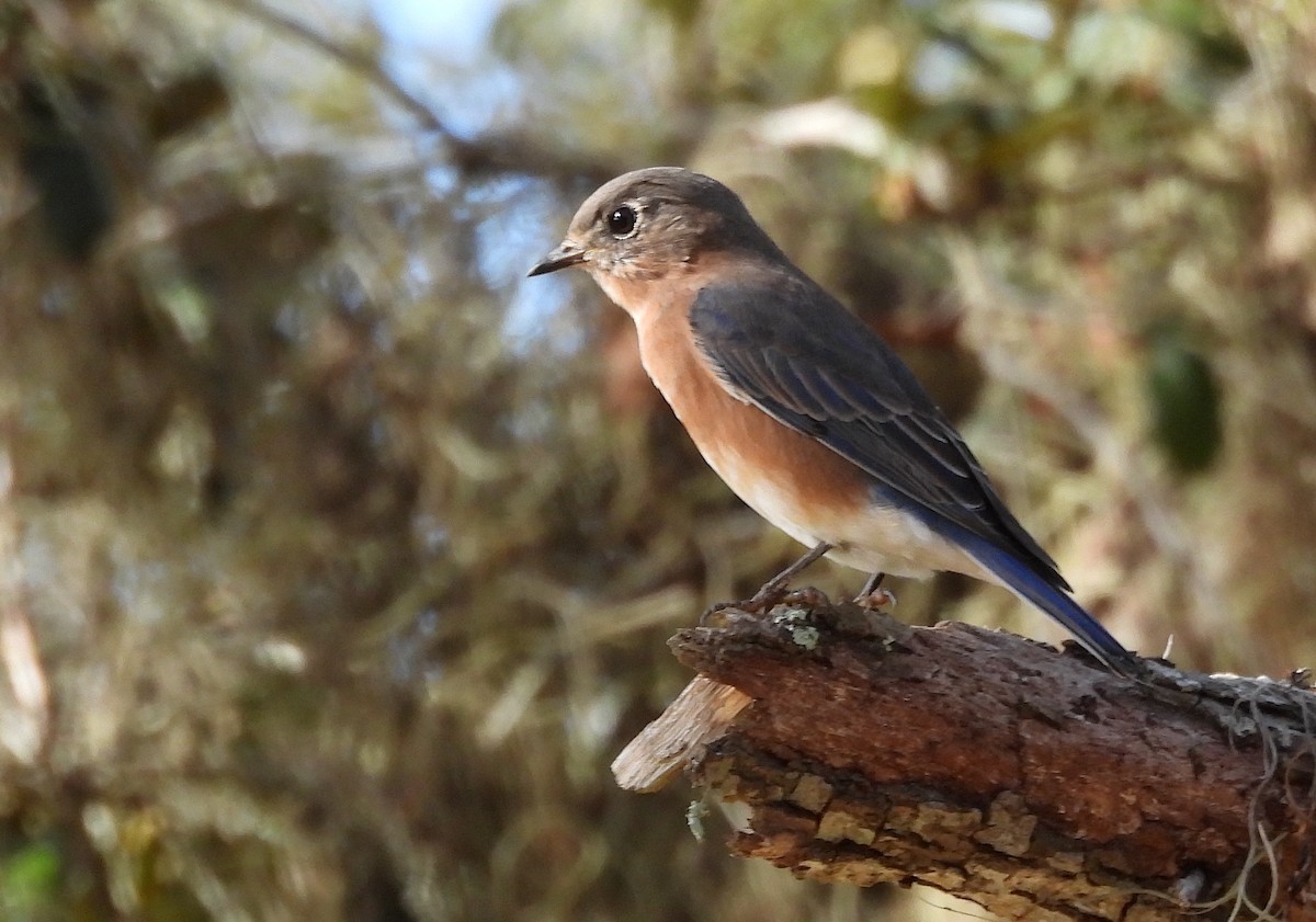 Eastern Bluebird - ML642921313
