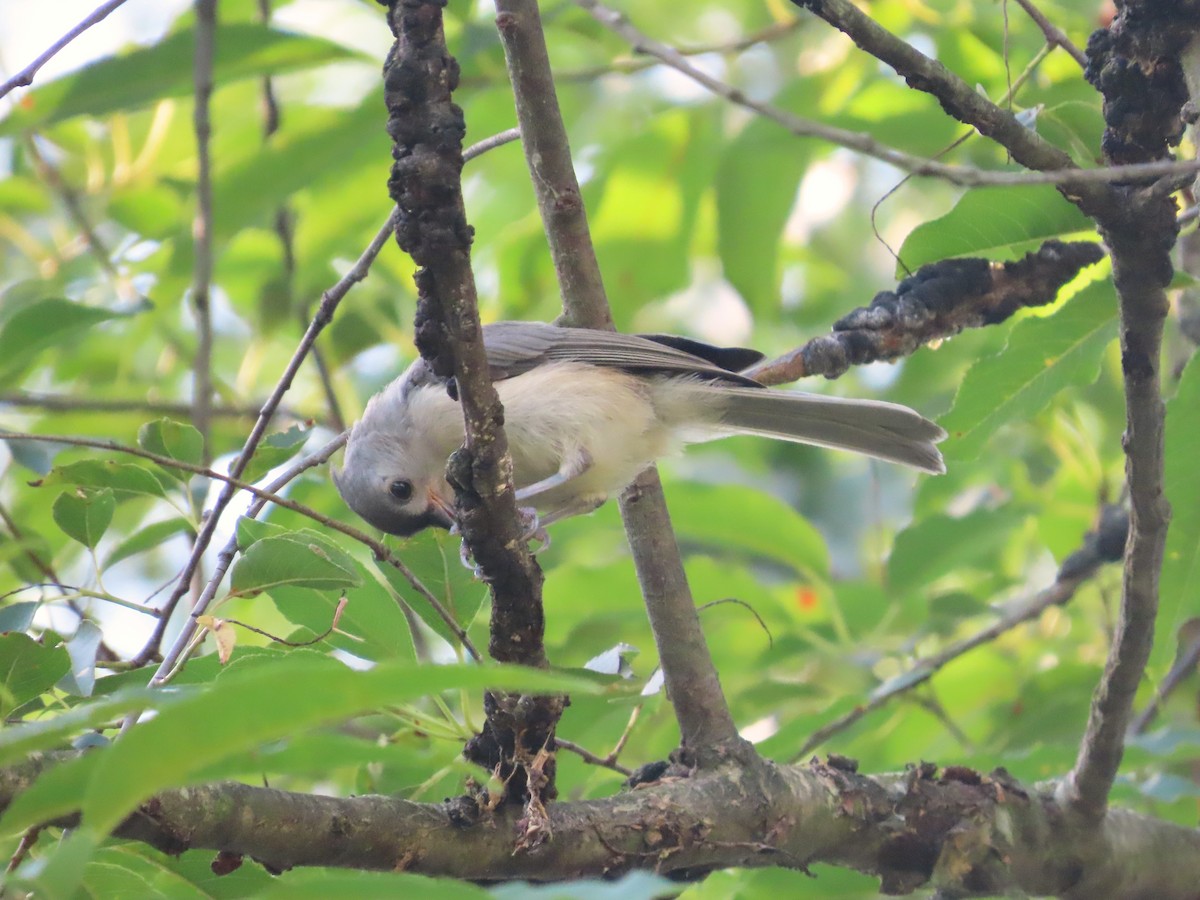 Tufted Titmouse - ML642921315