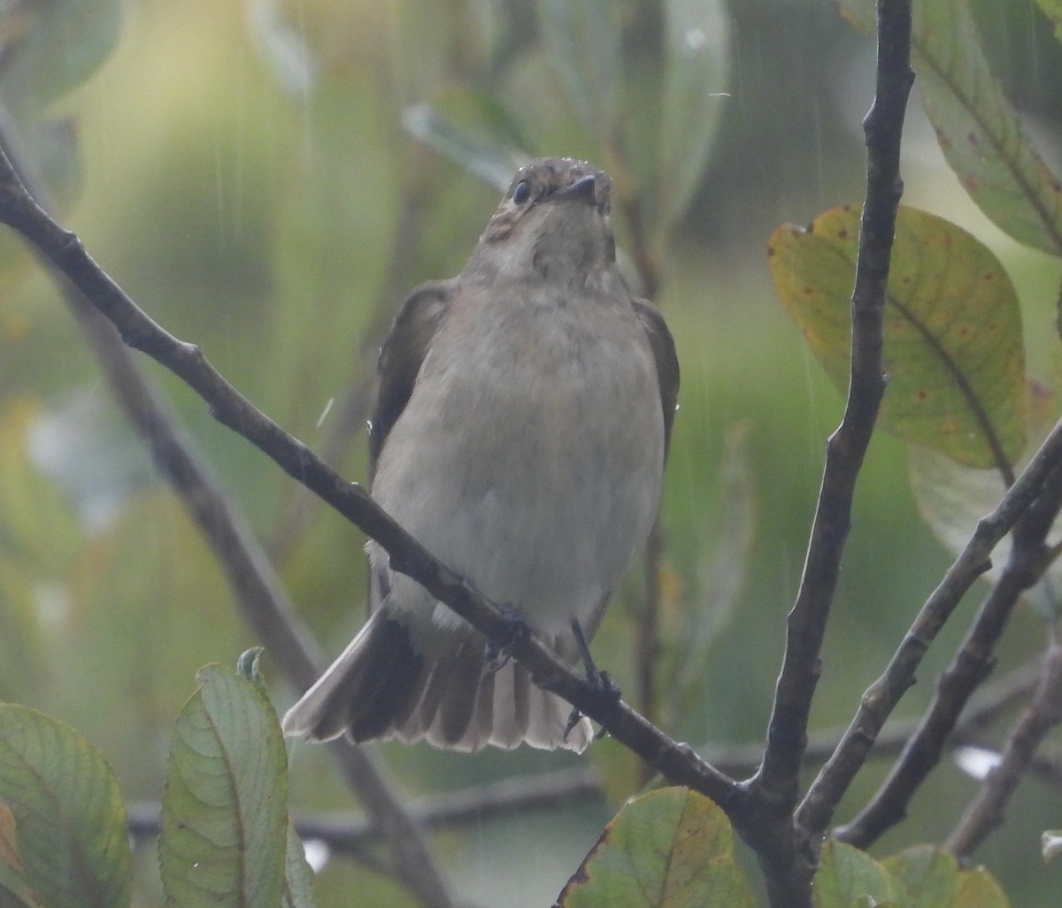European Pied Flycatcher - ML642921316