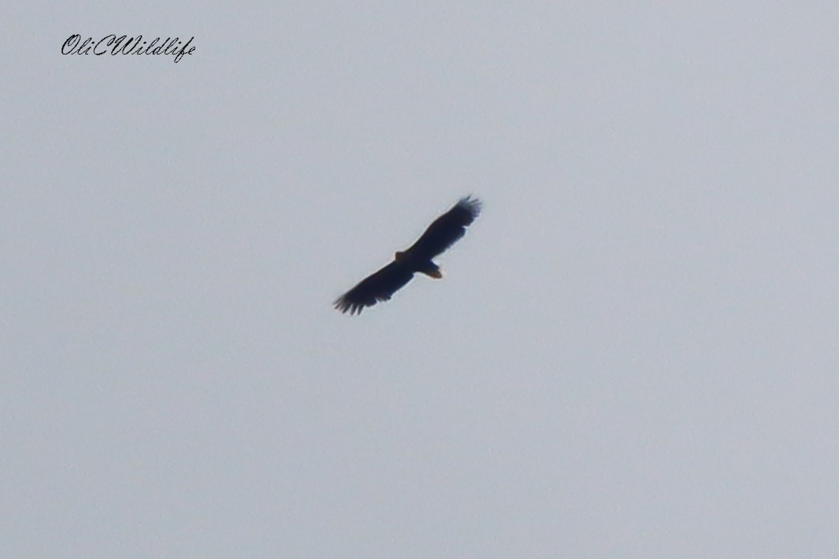 White-tailed Eagle - ML642921321