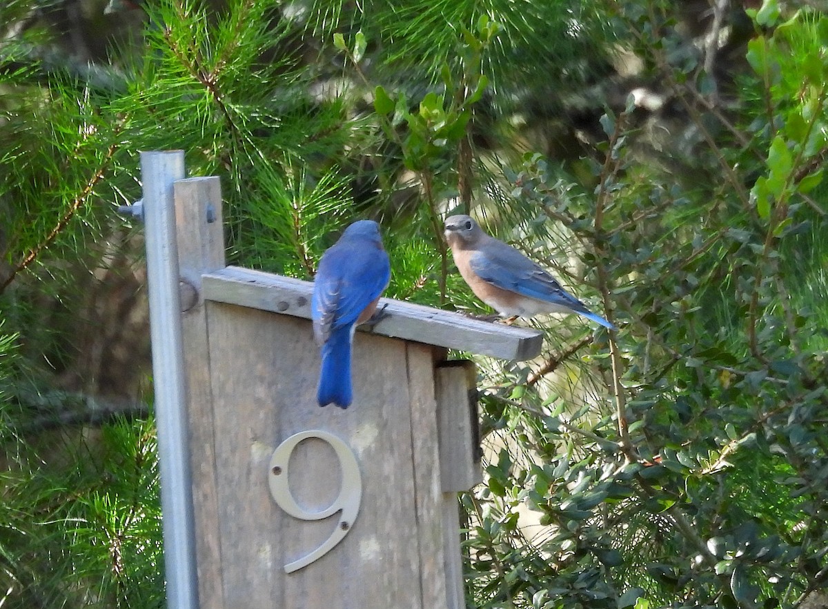 Eastern Bluebird - ML642921322