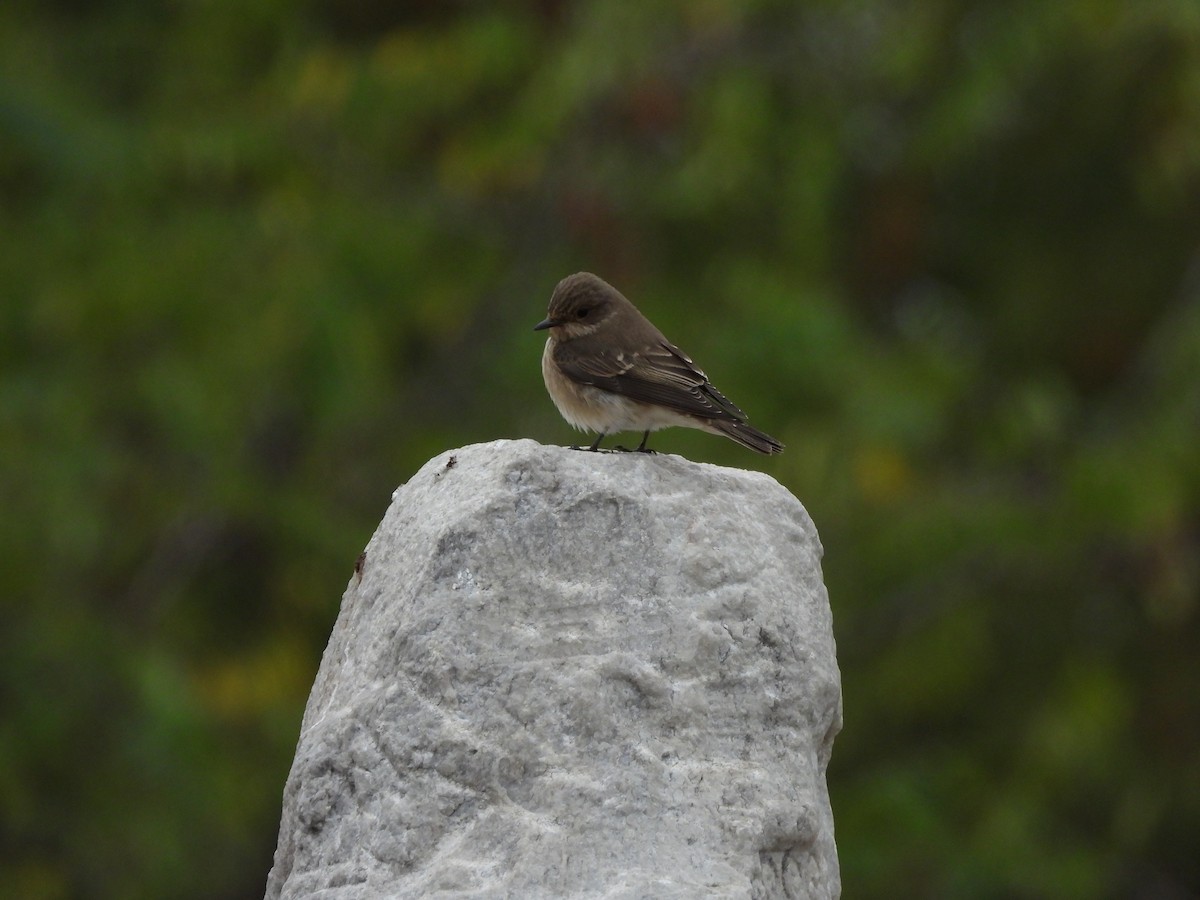 Spotted Flycatcher - ML642921323