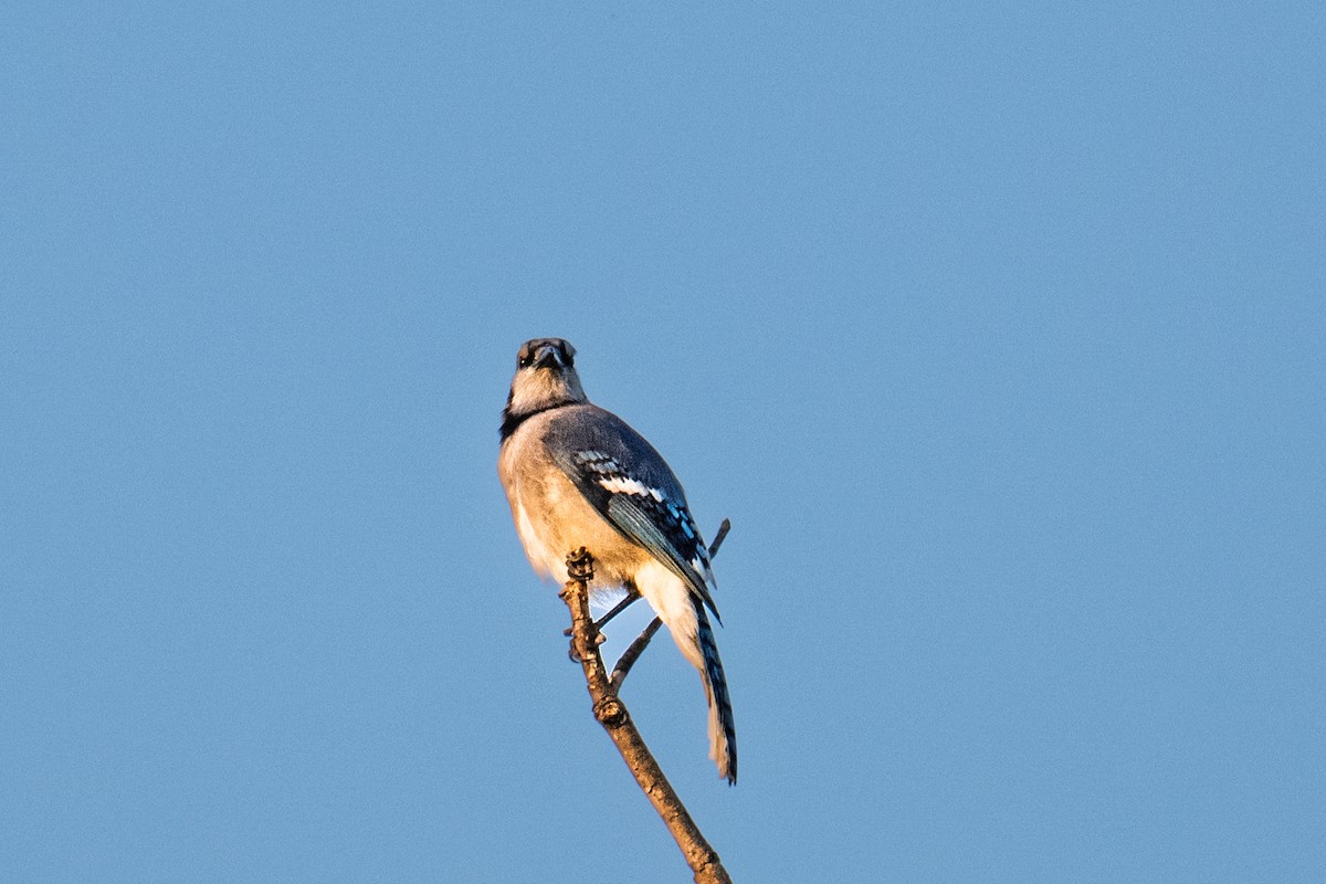 Blue Jay - ML642921326