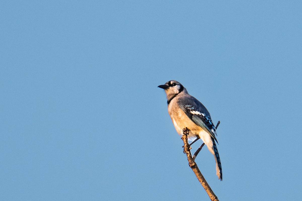 Blue Jay - ML642921327