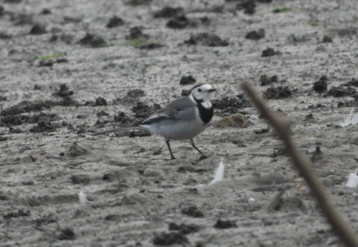 White Wagtail - ML642921343