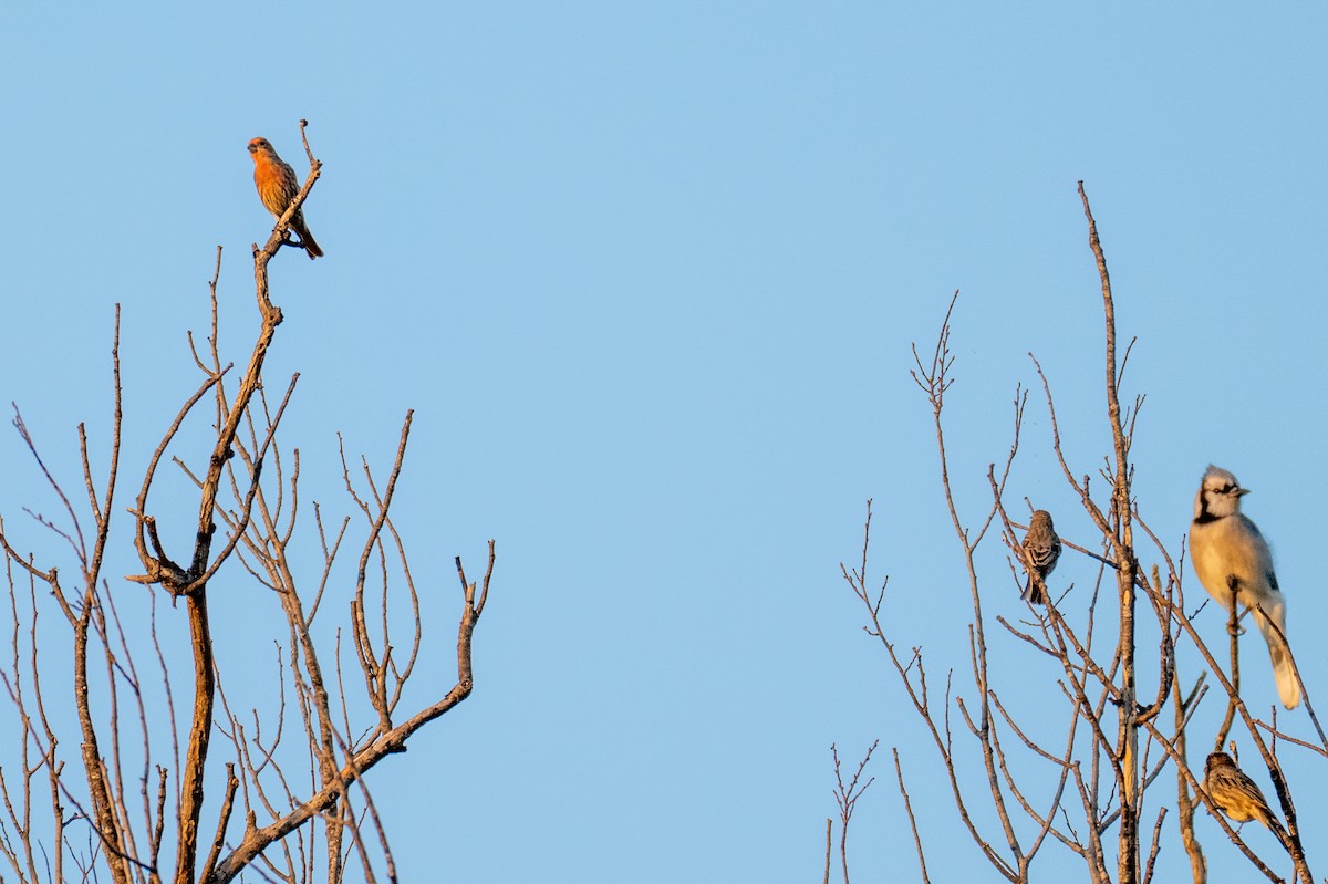 House Finch - ML642921344