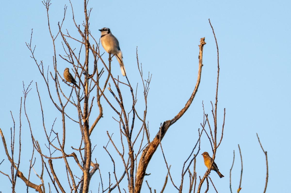 House Finch - ML642921345