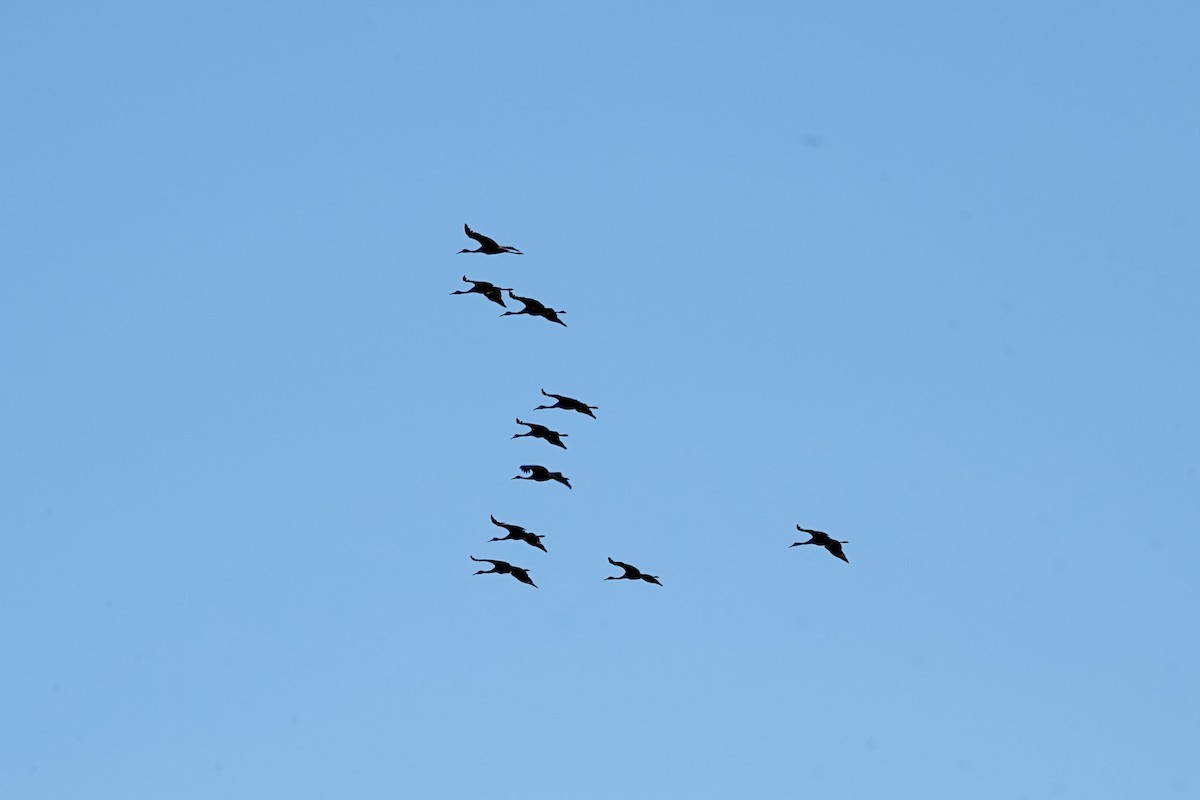 Sandhill Crane - ML642921351