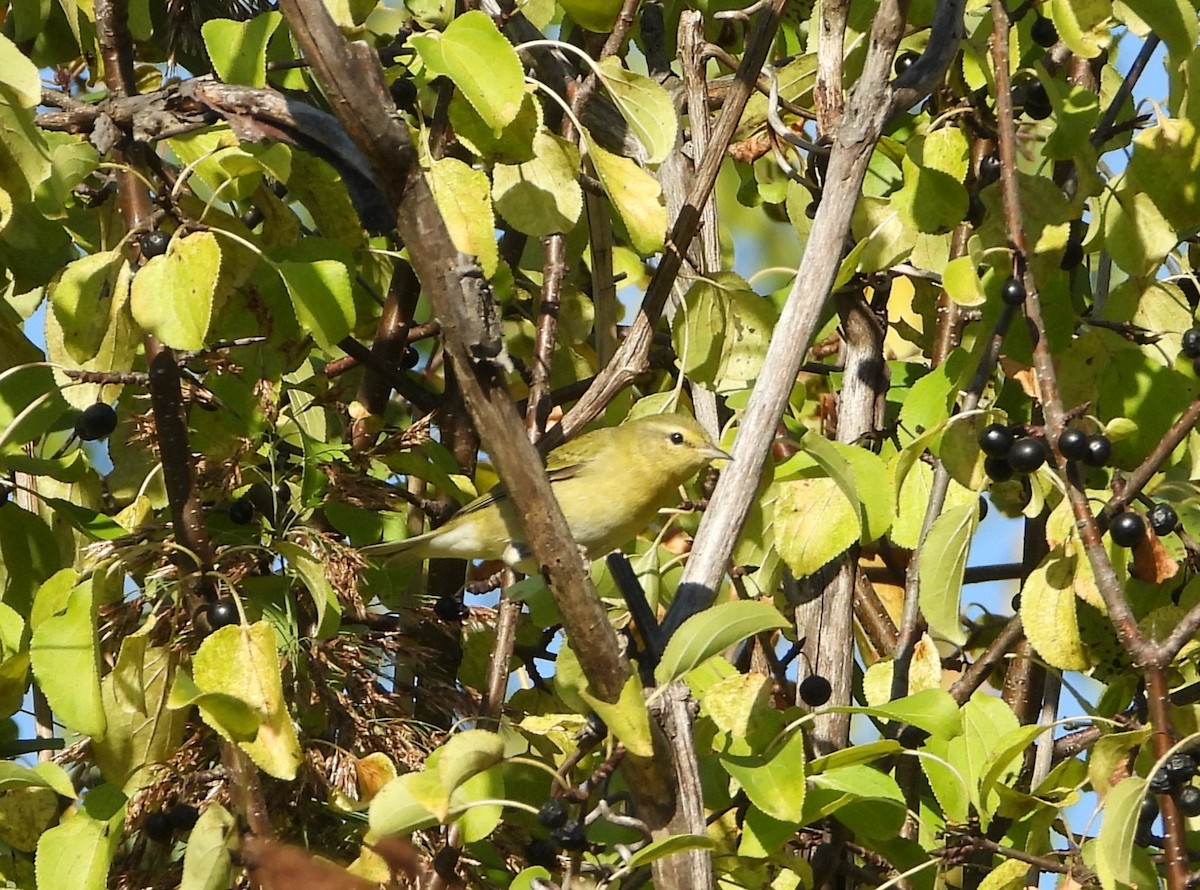 Tennesse Ötleğeni - ML642921352