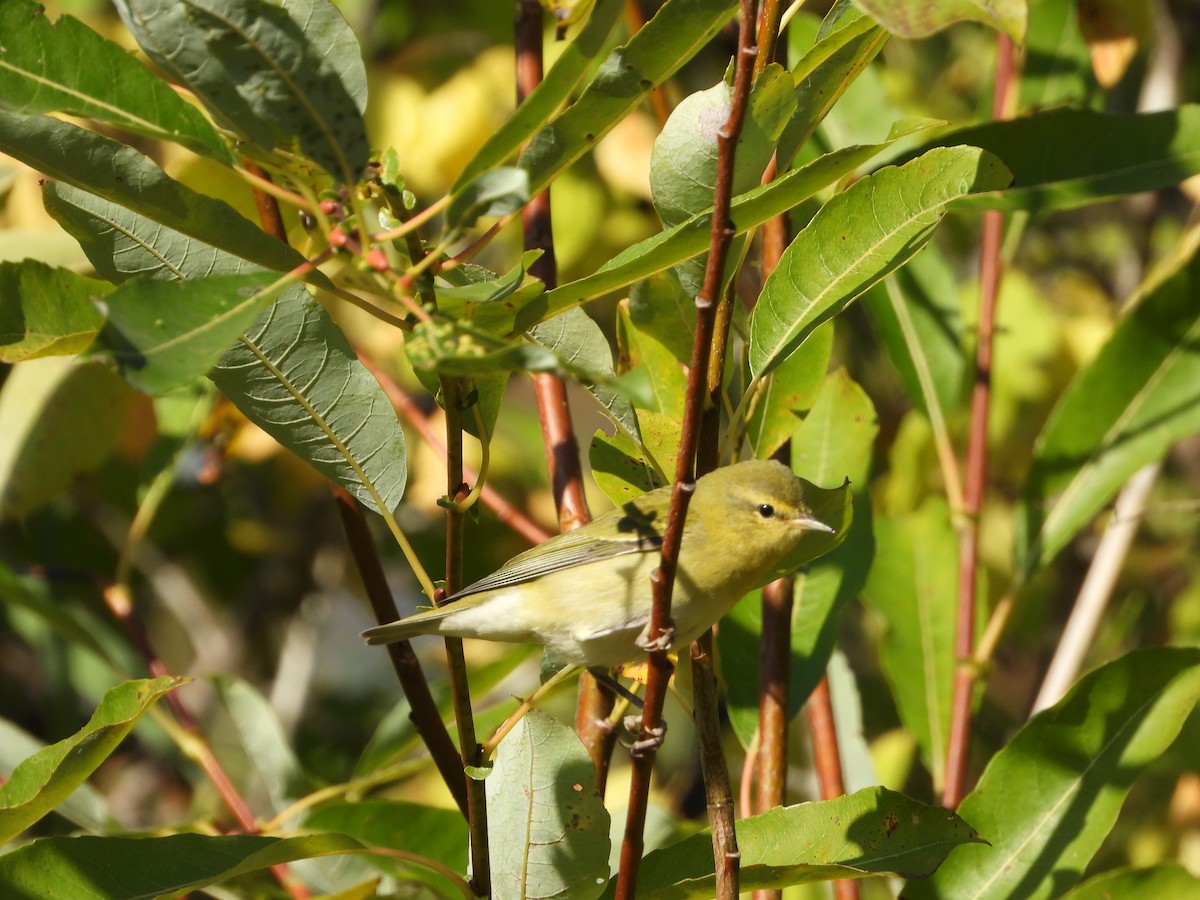 Tennesse Ötleğeni - ML642921353