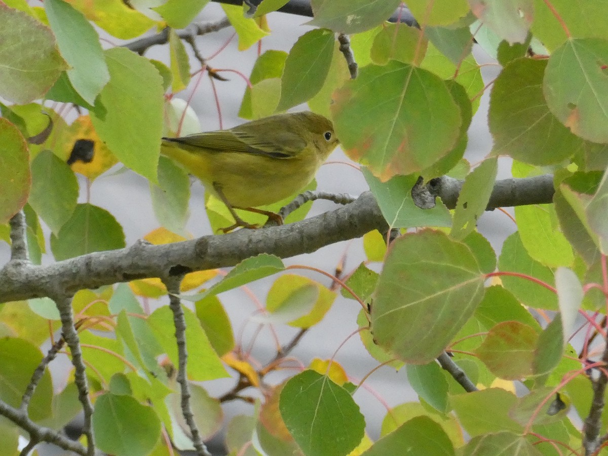 Yellow Warbler - ML642921359