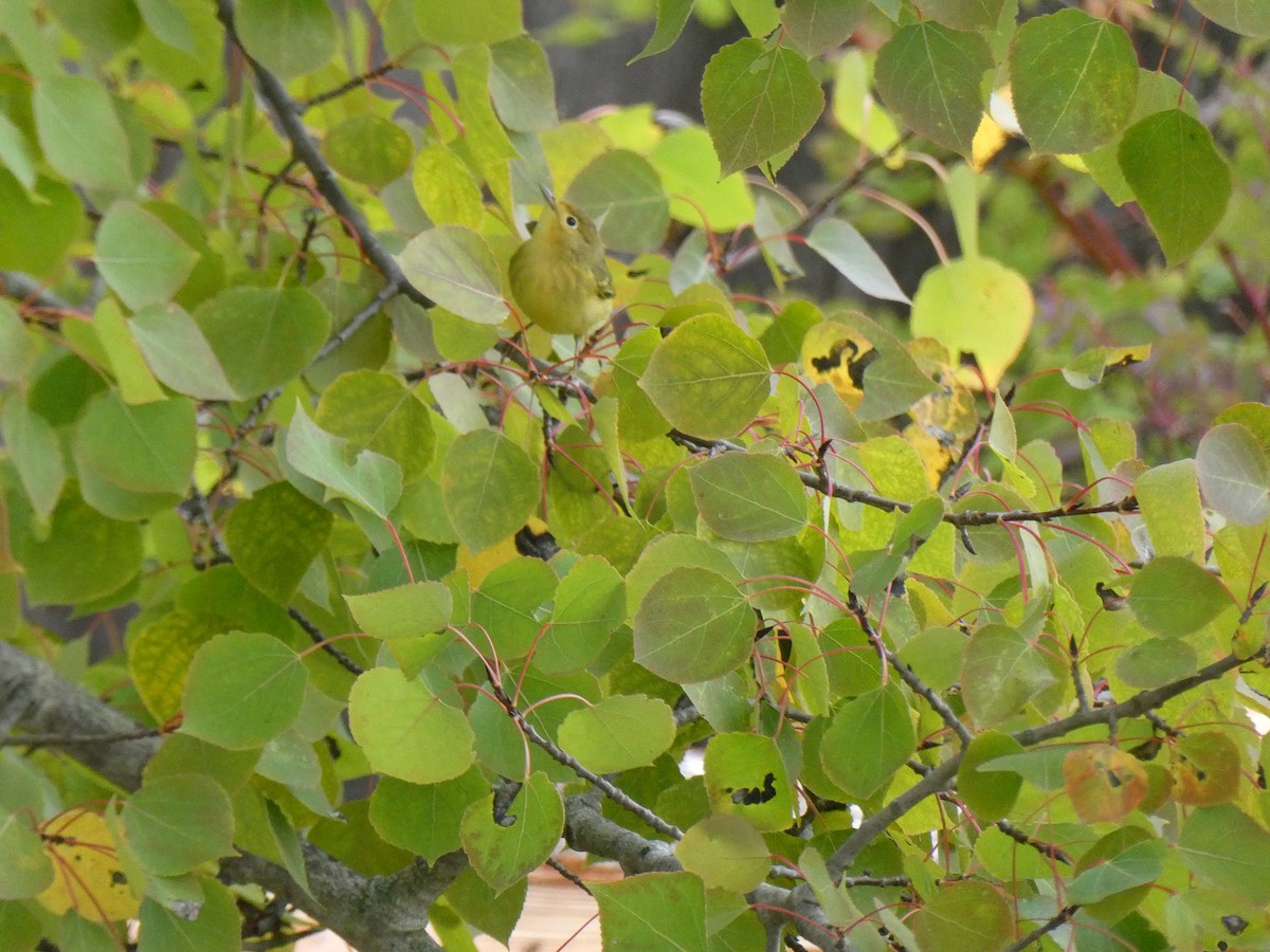 Yellow Warbler - ML642921360