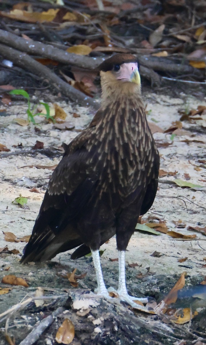 Crested Caracara - ML642921367