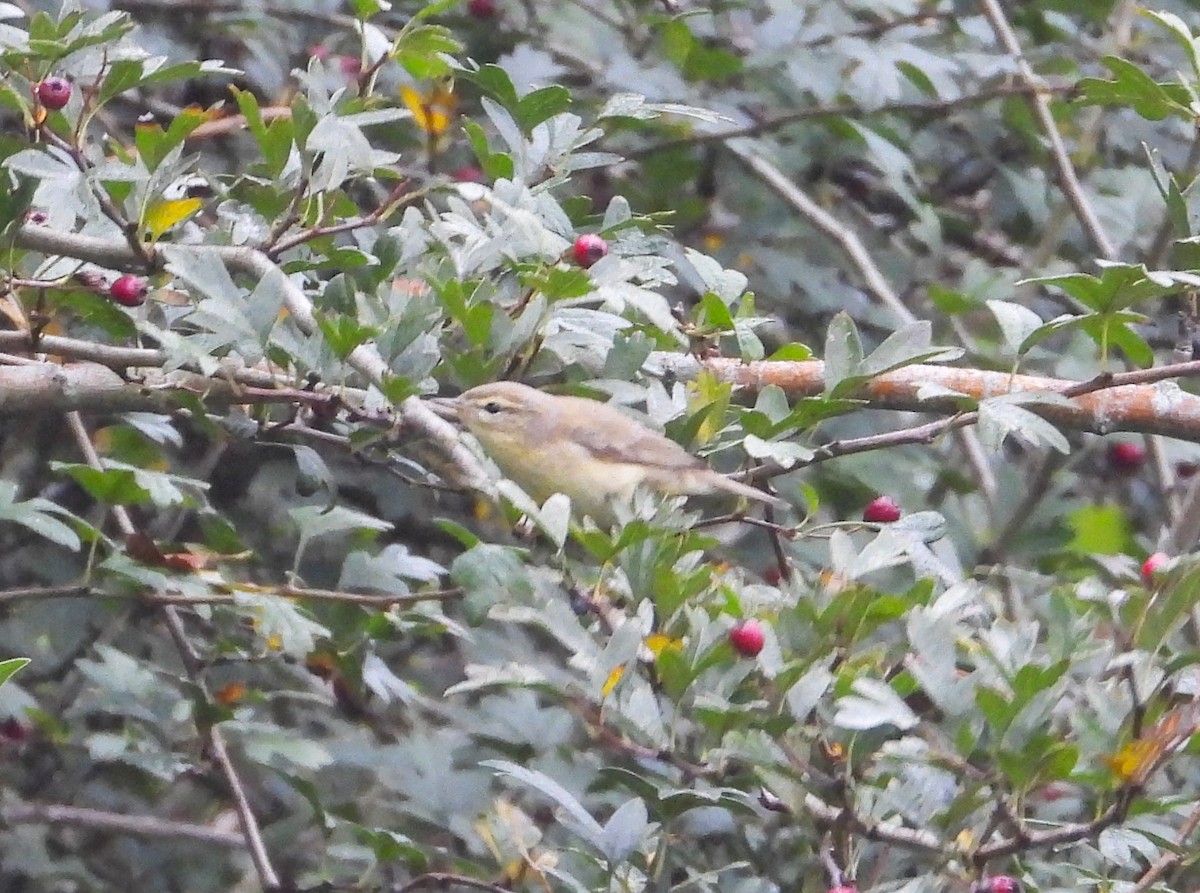 Willow Warbler - ML642921368
