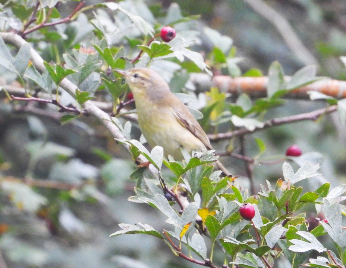 Willow Warbler - ML642921369