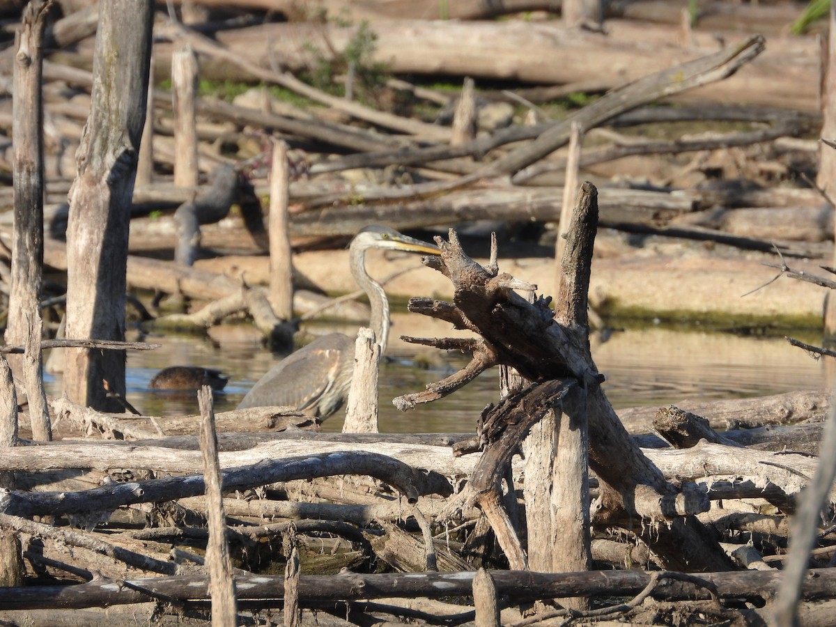 Amerika Gri Balıkçılı - ML642921378