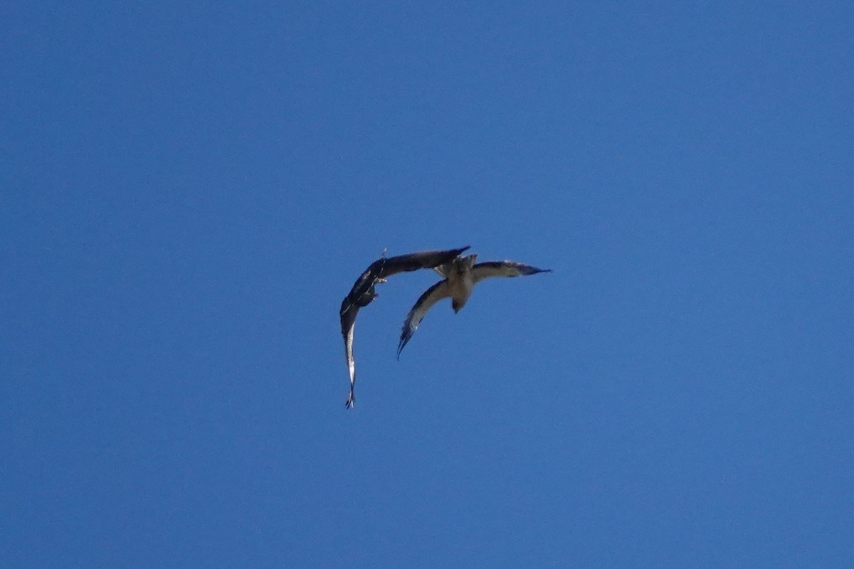 Aquila minore - ML642921380