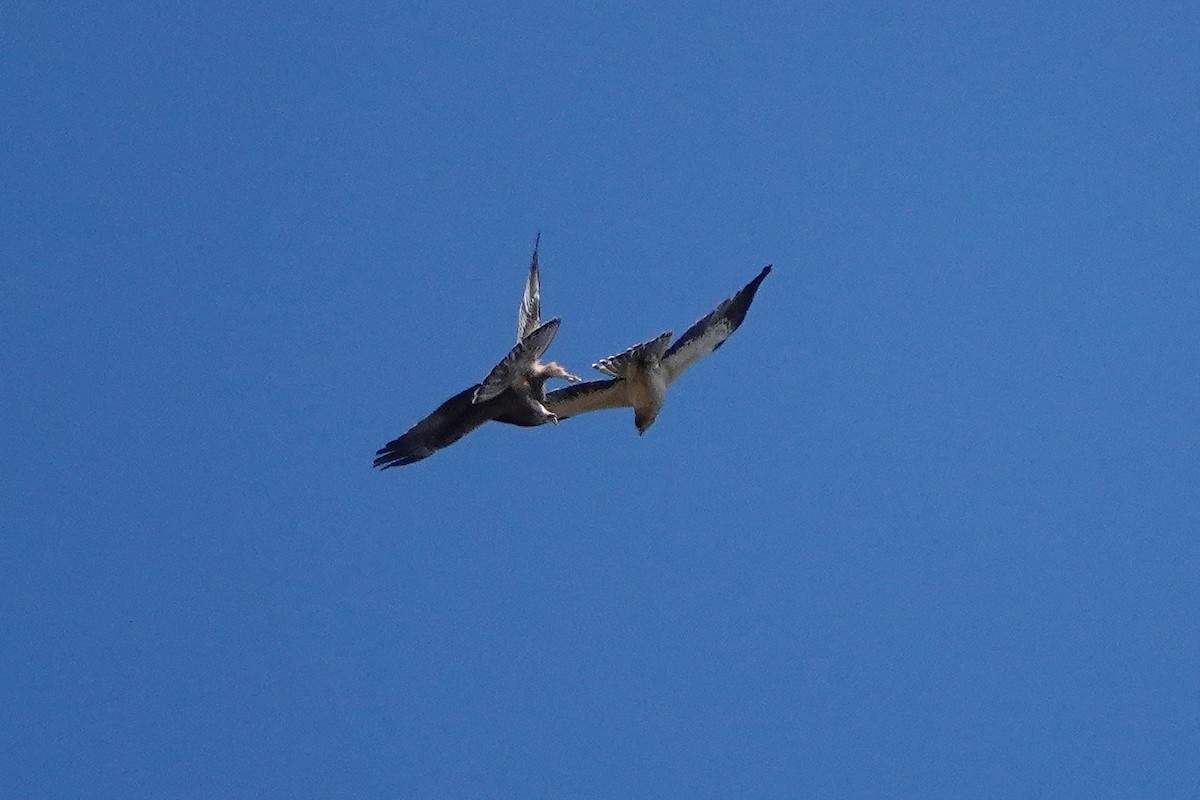 Aquila minore - ML642921381