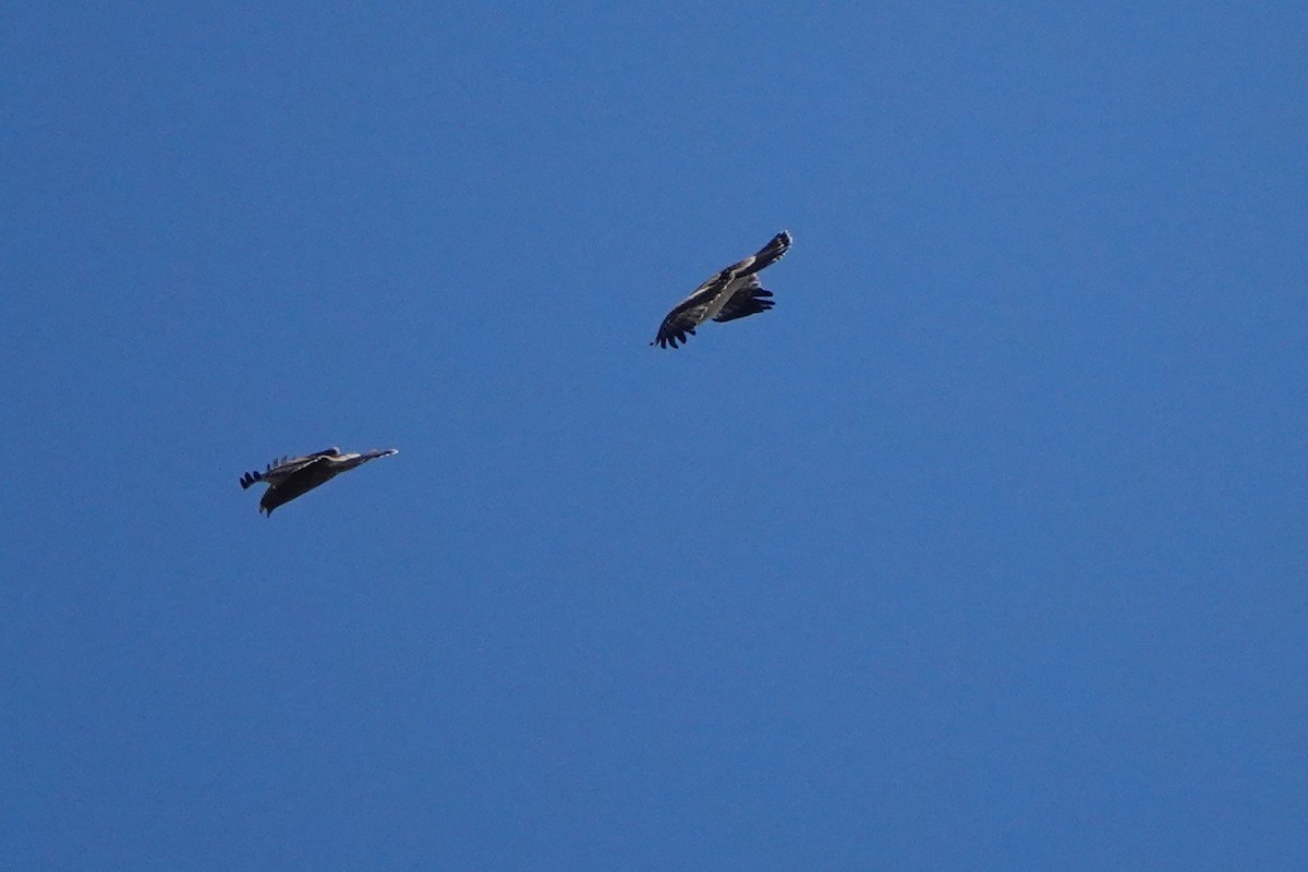 Aquila minore - ML642921382