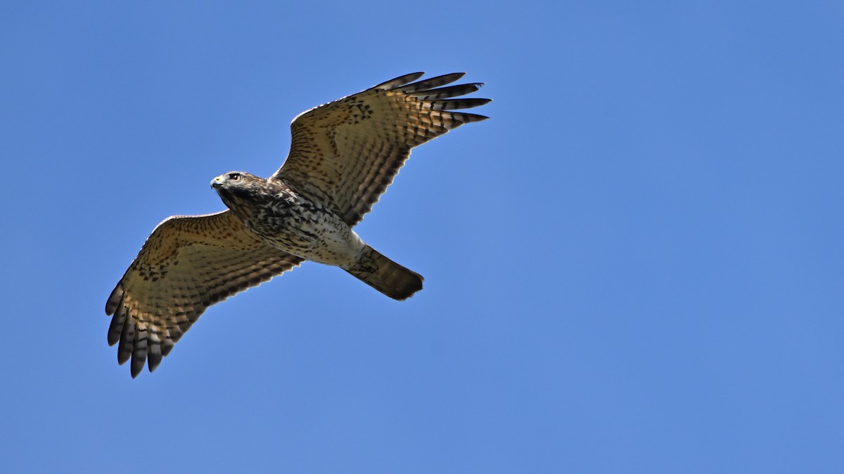 Red-shouldered Hawk - ML642921388