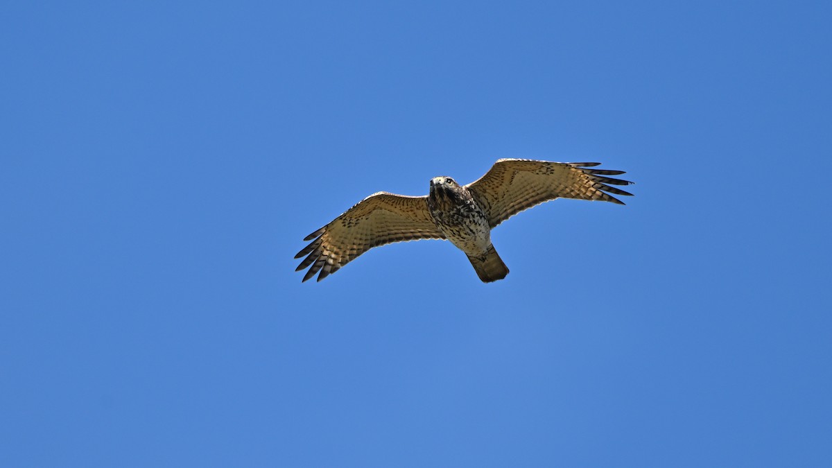 Red-shouldered Hawk - ML642921389