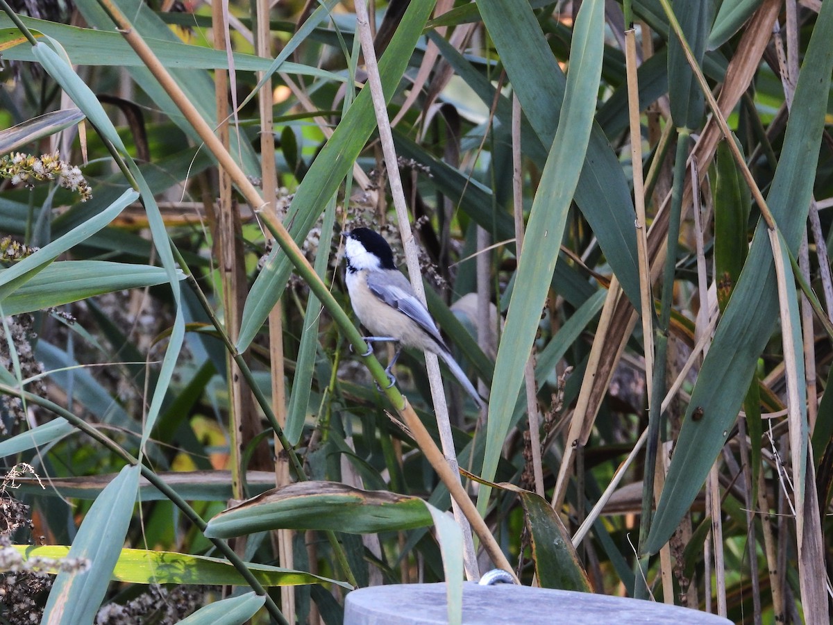 Amerika Baştankarası - ML642921391