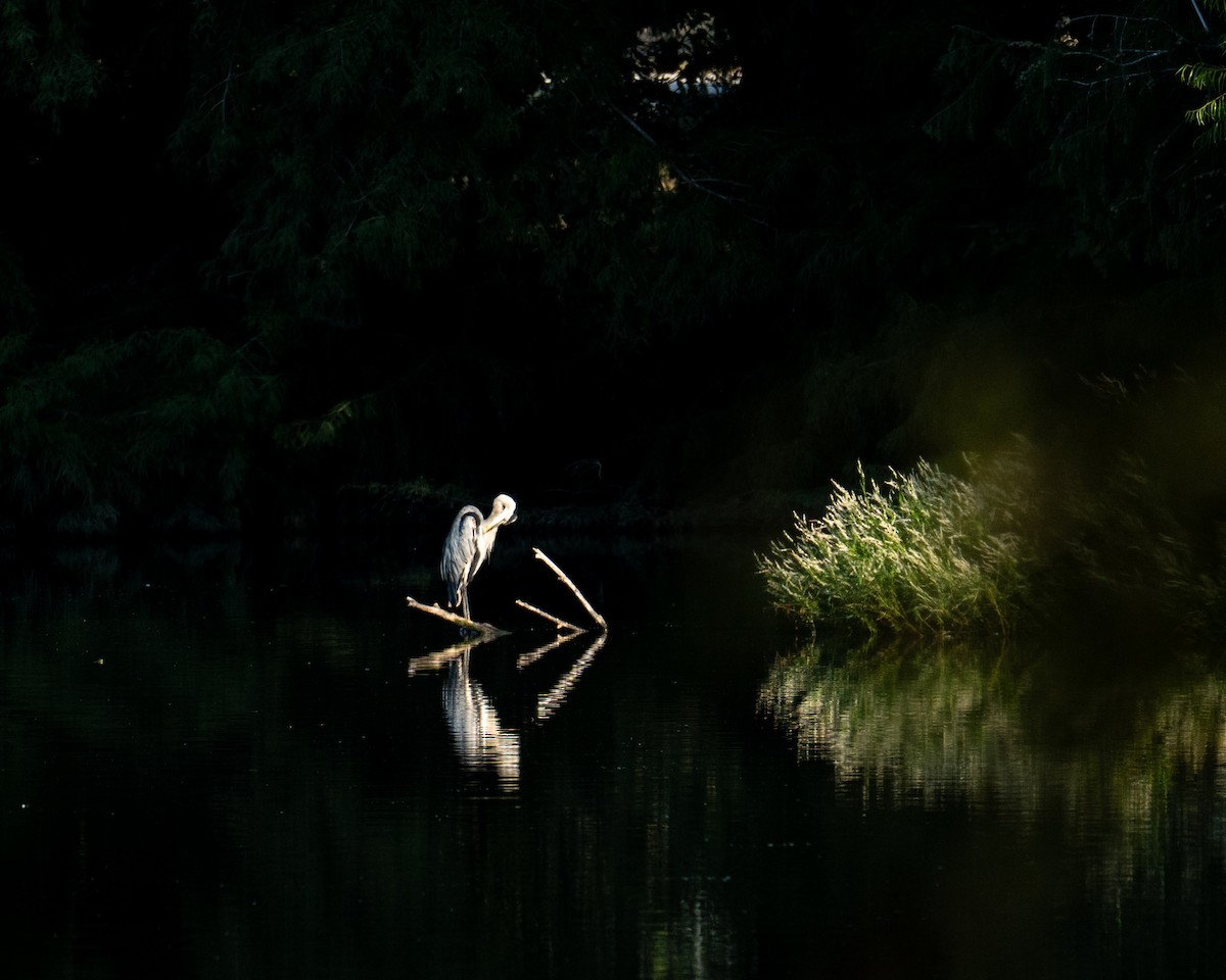 Great Blue Heron - ML642921400
