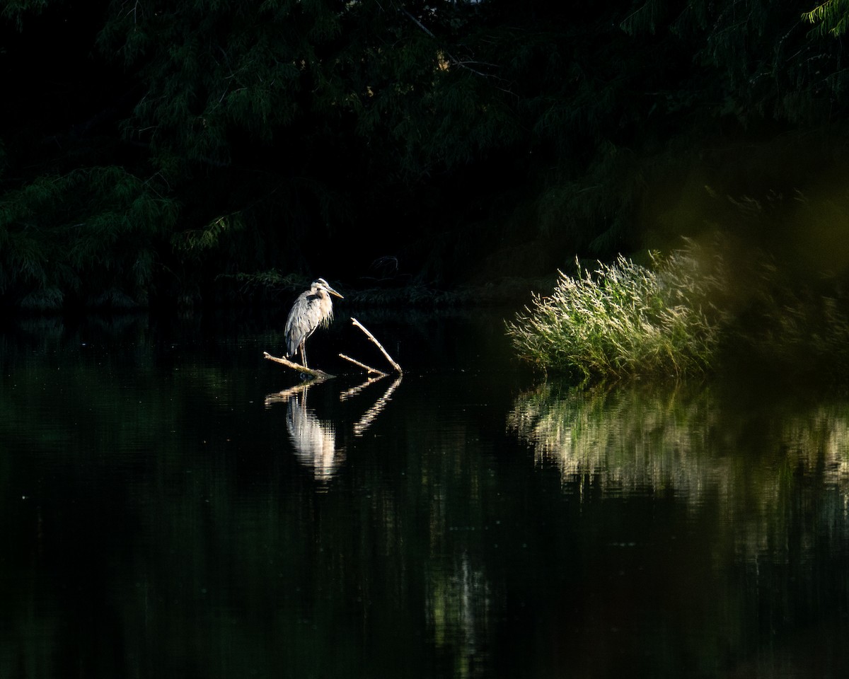 Great Blue Heron - ML642921401