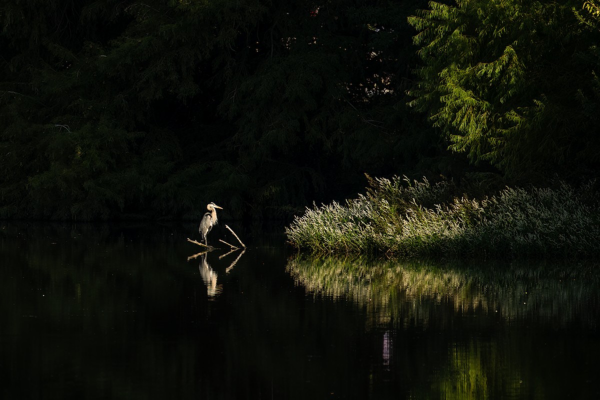 Great Blue Heron - ML642921402