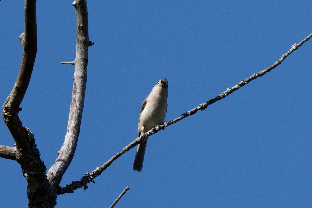 Mésange bicolore - ML642921409