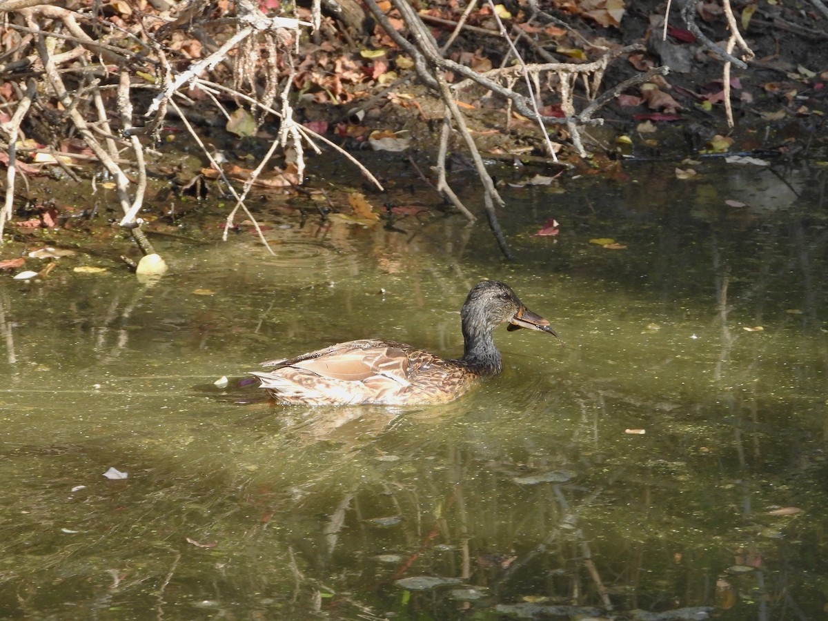 Yeşilbaş - ML642921417