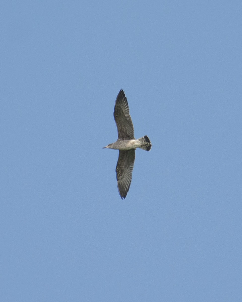カモメ亜科 - ML642921439